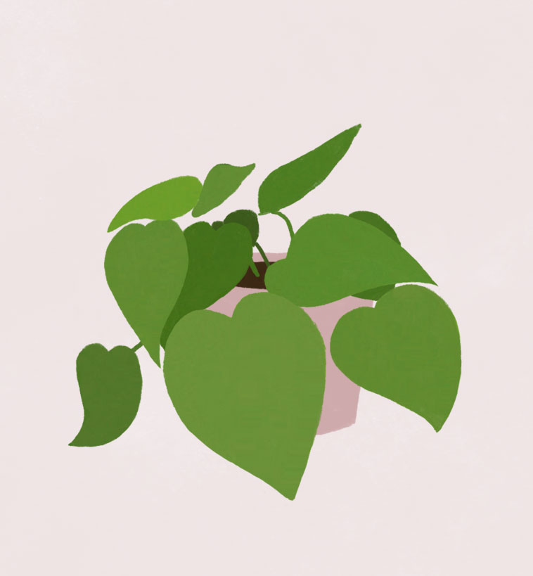 Plantengids #1 | 5 planten die niet snel doodgaan